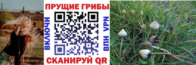 Псилоцибиновые грибы Psilocybine cubensis закладка Валдай